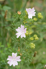 close-up of beautiful pink musk mallow (Malva moschata) flowers growing wild