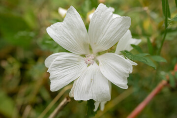 close-up of a beautiful white musk mallow (Malva moschata) flower growing wild