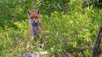 Inquisitive Young Red Fox