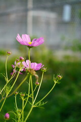 pink flowers and cosmos in garden