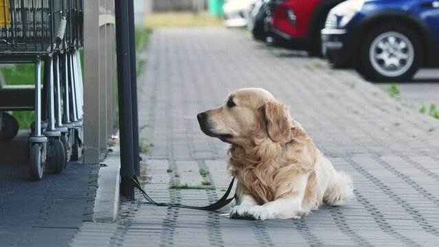 Beautiful golden retriever dog waiting owner on a steet near the supermarket