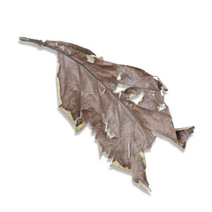 Naklejka premium dry leaf isolated on white