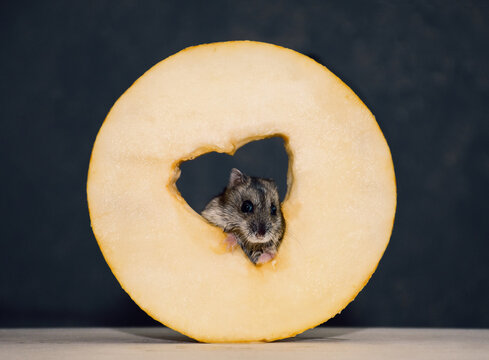 round piece of ripe juicy melon