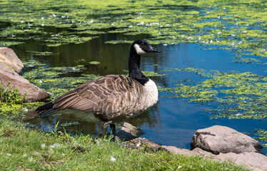 goose on the shore