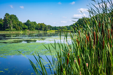 landscape with lake