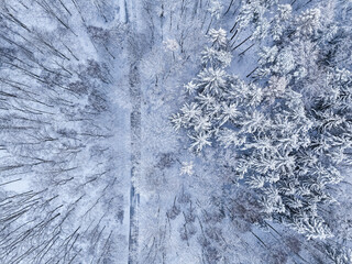 Top down view of white forest in winter, Poland.