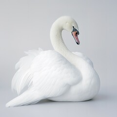 Obraz premium Swan Infront of a white background