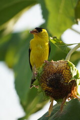 goldfinch eating sunflower seeds