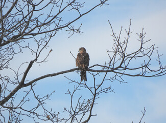 A wintering red kite (Milvus milvus) perched on a tree branch near of Leon, Spain. The species currently breeds only in Europe