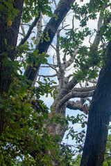 old oak at Vivara, Procida