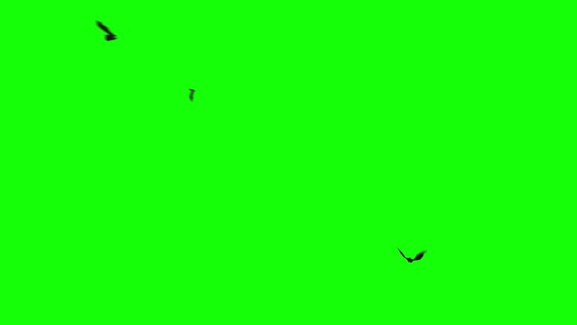 Animation of flying bats on green screen