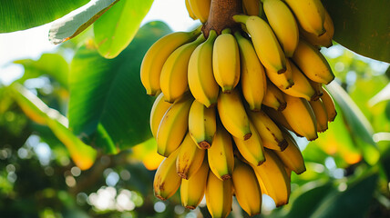 Naklejka premium Close-up of Bananas on a Tree