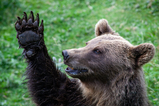 An Unforgettable Greeting: Meeting a Bear