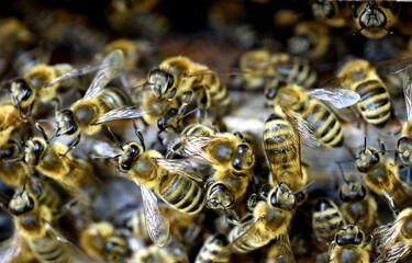 Viele Bienen an einem Bienenstock