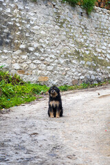 Dog in a street in Bhutan.
