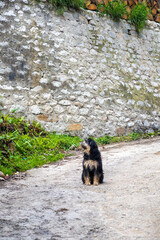 Dog in a street in Bhutan.