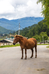 Brown horse standing in a street in Bhutan.