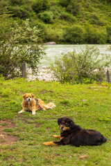 Dog relaxing in a garden next to a river in Bhutan.