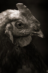 portrait of a Chicken