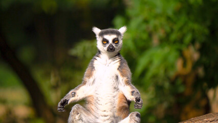 A lemur portrait: Expressive eyes, distinct markings, and captivating charm in a close-up shot