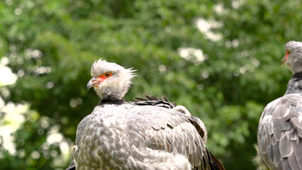 portrait of an eagle