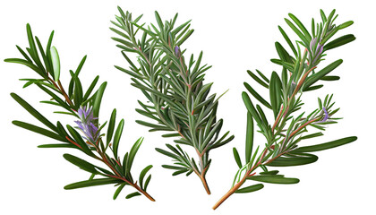 Rosemary, Aromatic herb for culinary uses and fragrant gardens. 3d render, transparent background, png cutout