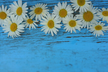 Blue background with daisies