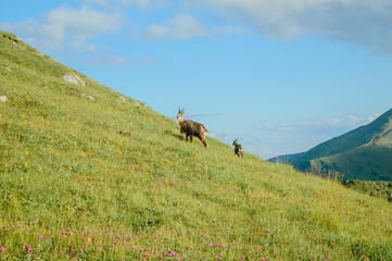 Mountain goats graze on the green meadow of the Tatra slope