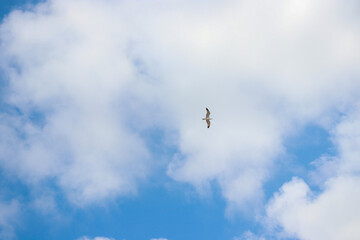 Laridae seabird an European herring gull flying across the sky
