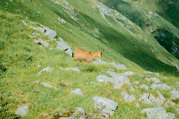 Mountain goats graze on the green meadow of the Tatra slope