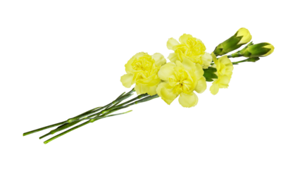 Yellow carnation flowers in a small bouquet isolated on white or transparent background