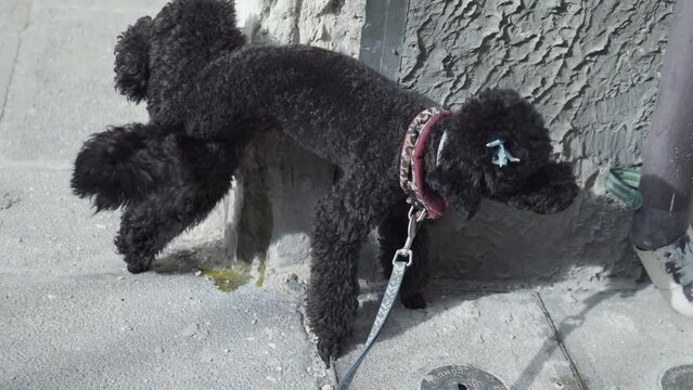 Poodle dog pees on the wall