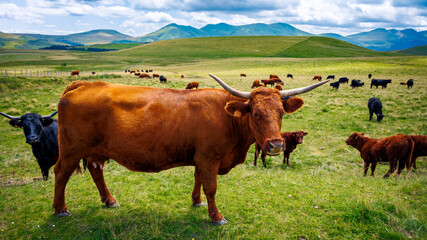 Brown cows pasture in meadow- Auvergne in France