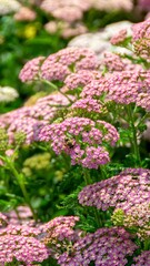 Close up image of little pink flowers in the park with green background.