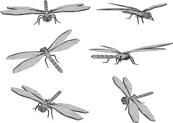 Vector sketch detailed illustration of dragonfly animal in flight