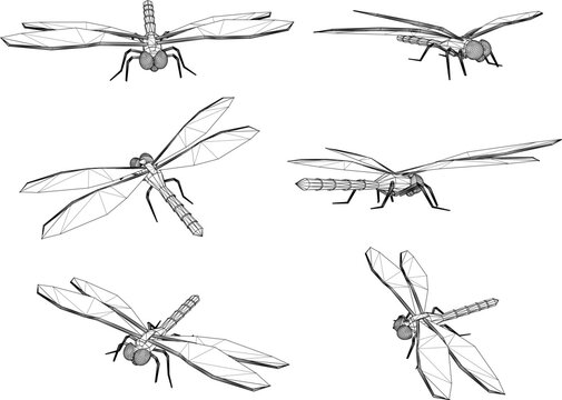 Vector sketch detailed illustration of dragonfly animal in flight