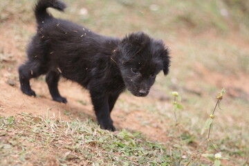 black dog running in the field