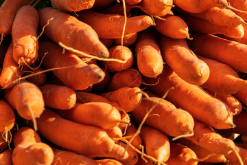 Root vegetables carrots on the market counter for sale.