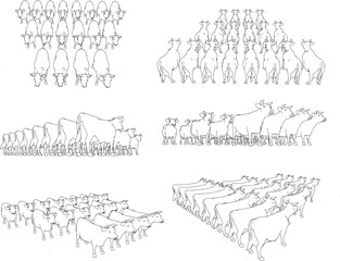 Vector sketch illustration design of a herd of wild cows marching