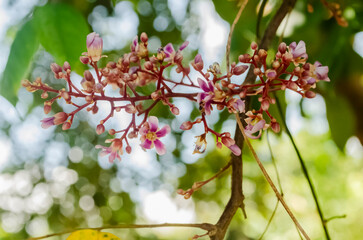 Starfruit Blossoms