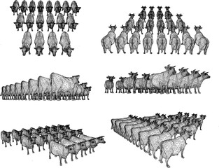 Vector sketch illustration design of a herd of wild cows marching
