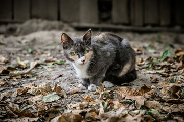 Naklejka na ściany i meble Three-colored mama cat in dry autumn leaves in the backyard of the farmhouse