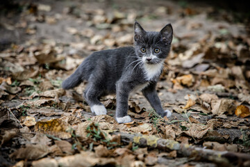 Funny gray kitten of 2 months of age running through dry autumn foliage