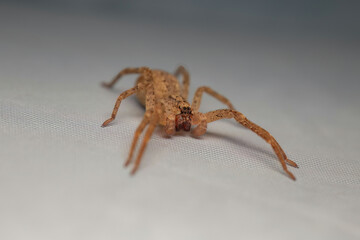 Vampire of the Arachnid World: Nosferatu Spider -Zoropsis Spinimana