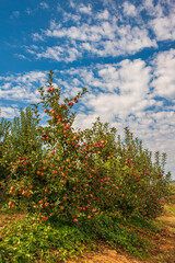 Fototapeta na wymiar Georgia Apple Orchard