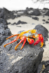 Close up photo of a Sally Lightfoot crab on a volcanic rock, selective focus, Galapagos Islands, Ecuador.
