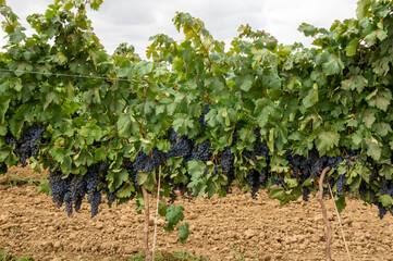 Imagen lateral de una hilera de viñas en espalderas, cargadas de uvas en los días de septiembre previos a la vendimia.