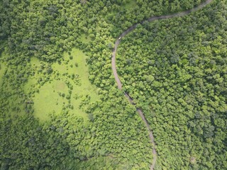 curvy highway road in the forest