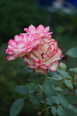 flowers and cosmos and roses in the garden