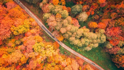 Foto op Plexiglas Warm oranje Aerial view of forest and road in autumn with colorful trees. Drone photography. Amazing nature landscape dreamy top aerial view. Mountain forest natural vivid colors. Aerial colorful fall foliage